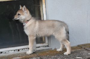 8 weeks Quissy z Molu Es