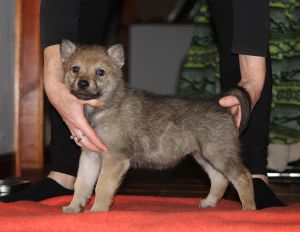 5 weeks Raven z Molu Es