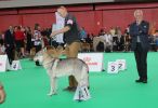 My Kayden de La Legende du Loup Noir - Cac, CACIB a BOS - Benelux Winner show