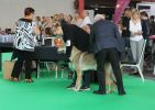 Erron z Molu Es - Benelux Winner show