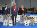 champion males - Honolulu Lupis si Nasce a Erron z Molu Es