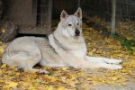 16let Yukon z Molu Es