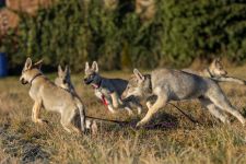 3 mes stenata A Crazy Beast