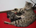 Mňauky a její koťata - červen 2021