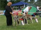 KV SAV Mladá Boleslav 2012 - Be Happy Wolf z Molu Es vpravo