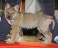8 weeks Budulínek