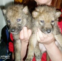 Patrný rozdíl ve tvaru ucha vlčat - sourozenců ZOO Praha