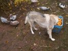 Avalanche 4 roky a kamarádky kachny