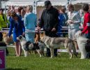 Be Fenrir z Molu Es a jeho první výstava VN, best puppy - Roskilde Dánsko