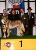 Jerry Lee z Molu Es - BIS MVP Litoměřice 2002 (2 500 přihlášených psů)