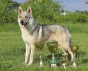 Yukon z Molu Es a víkendové trofeje - Litoměřice 2013