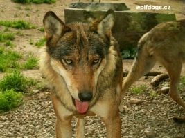 " Lobo " alfa samec pražské smečky vlků euroasijských, otec štěňat na fotografii