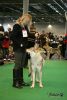 MVP Brno 2011 Yukon z Molu Es - CAC, CACIB