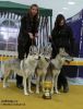 Nejkrásnější chovatelská skupina DuoCacib Nitra 2010