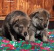  "WolfSirius" 2 pups - 3 weeks old