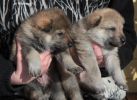 WolfSirius pups CSW - 3 weeks old
