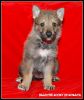 BLANCHET Lucky of Lukava 4 weeks - for sale