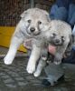 Normálně vyvinuté štěně ČSV a štěně postižené dwarfismem (vpravo)