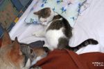 "odpočinek" - Yper a kočka Ester