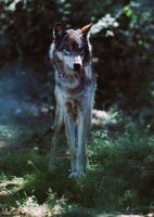 úzký postoj předních končetin - vlk - canis lupus