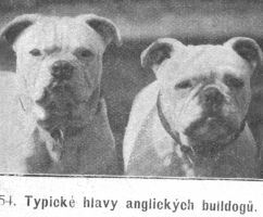 Bulldog - typicke hlavy 1900