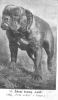Lord - žíhaný bulldog 1900