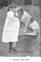 bulldog - přítel dítek 1903