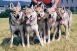  z Molu Es 1998: Freeking, Fatima, Go - Go, Grey Wolf a God Boy