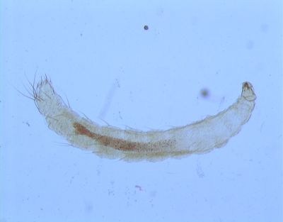 Ctenocephalides canis larva