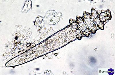 Demodex canis