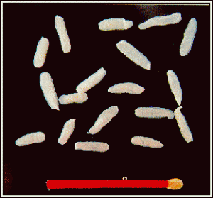 Dipylidium proglottids