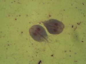 Giardia trophozoid