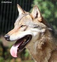 samec ZOO Praha s více zašpičaťelým uchem (fotografie není ideální)