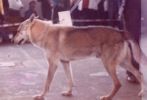Rep z PS 11 let - Světová výstav psů v Brně r. 1990