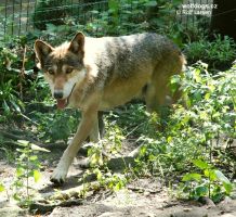 Vlk euroasijský ZOO Děčín 