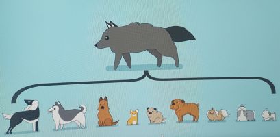 Canis lupus familiaris domesticus